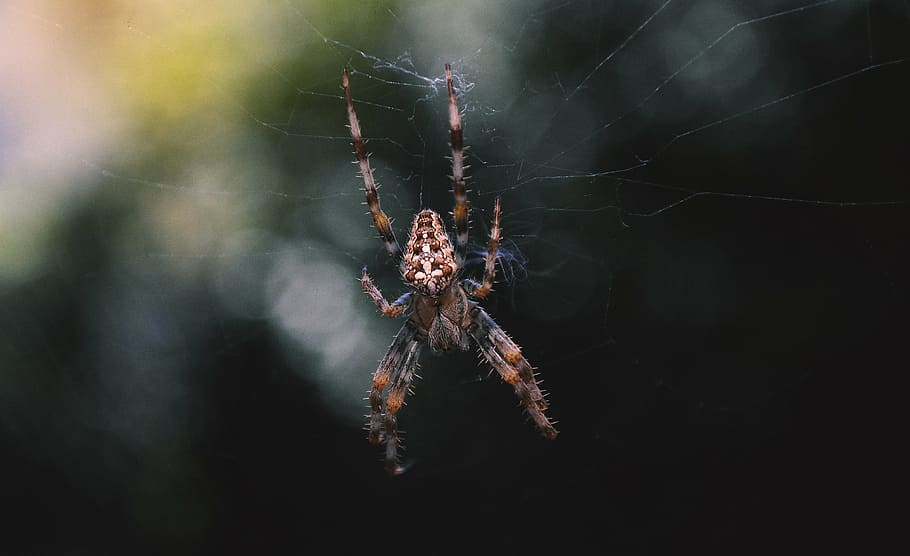 spider, close, insect, arachnid, cross, dark, color, invertebrate HD wallpaper