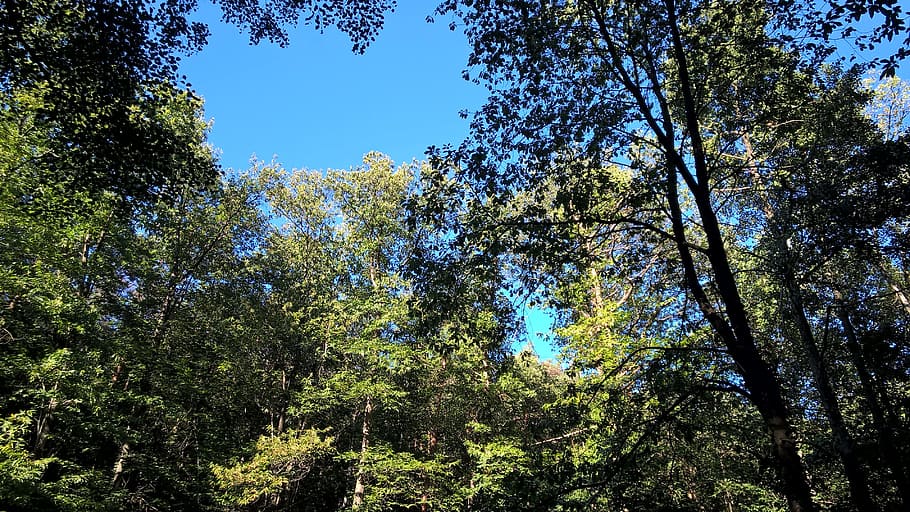 forest, trees, nature, forests, sunlight, leaves, plant, growth HD wallpaper