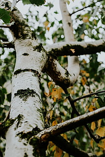 Birch trees, white, leaves, branch, bark, nature, outdoors, season HD wallpaper