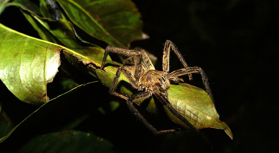 insects, nature, area, kettle, quindio, animal, wildlife, spider HD wallpaper