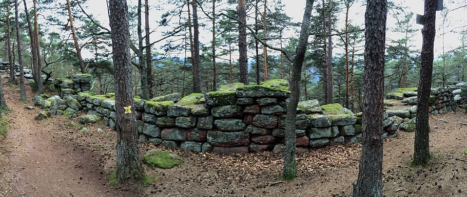 Wall, Moss, Forest, Alsace, green, nature, plant, old, stone HD wallpaper