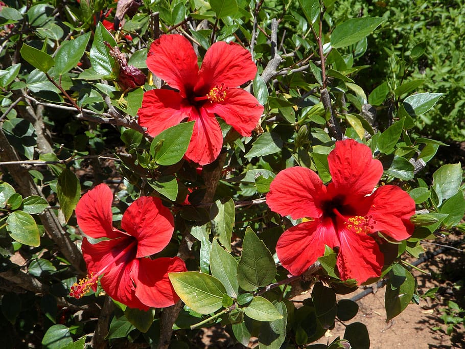 hibiscus, three, bloom, flowers, red, blossom, plant, flora HD wallpaper