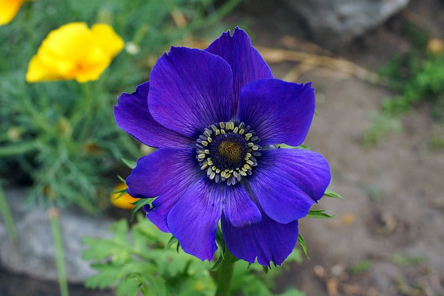 flower, flowers, bloom, flora, summer, bright, garden flower HD wallpaper
