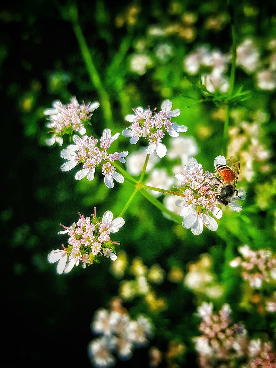 flower, nature, flora, leaf, summer, garden, flowering plant HD wallpaper