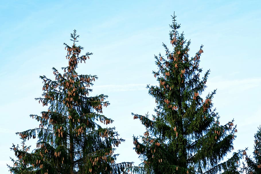 spruce, tree, conifer, tap, pine cones, crown, nature, sky HD wallpaper