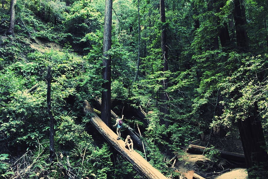 two women crossing on log over river surrounded by trees, forest HD wallpaper