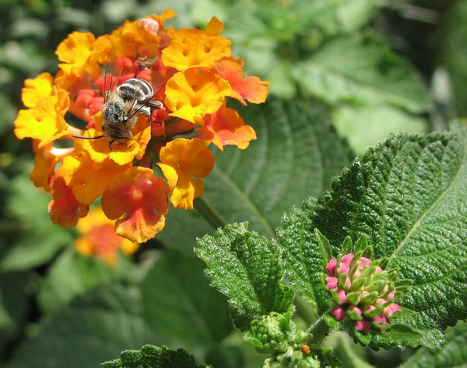 bee, flower, nature, spring, flowering plant, beauty in nature HD wallpaper