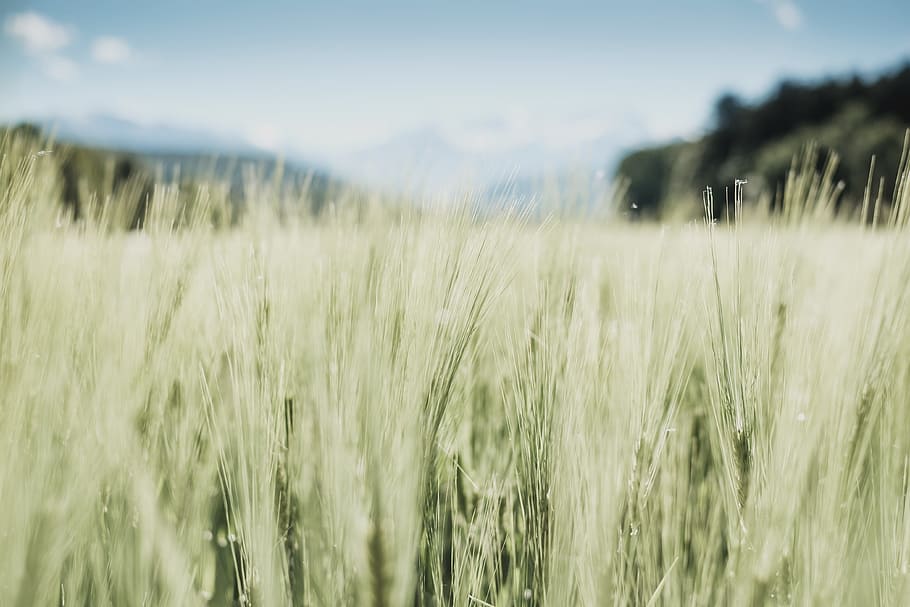 closeup photo of green grass field, green grass field photo, moment HD wallpaper