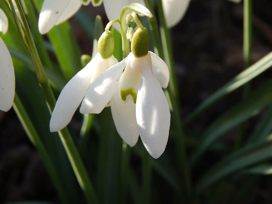 flowers, spring, sun, white, green, plant, beauty in nature HD wallpaper