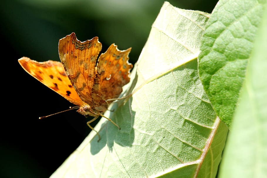 Leaf, Insect, Butterfly, butterfly - insect, one animal, animal wing HD wallpaper