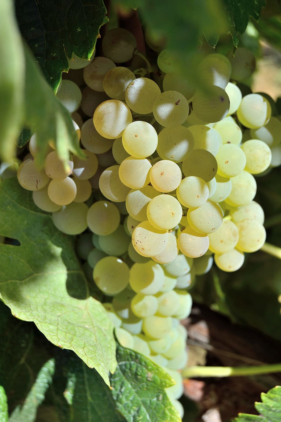 grapes, screw, bunch, white, vineyard, wine, tuscany, vintage HD wallpaper