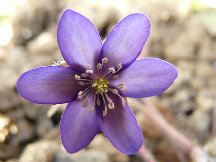 close-up photo of purple hepatica flower in bloom, anemone HD wallpaper