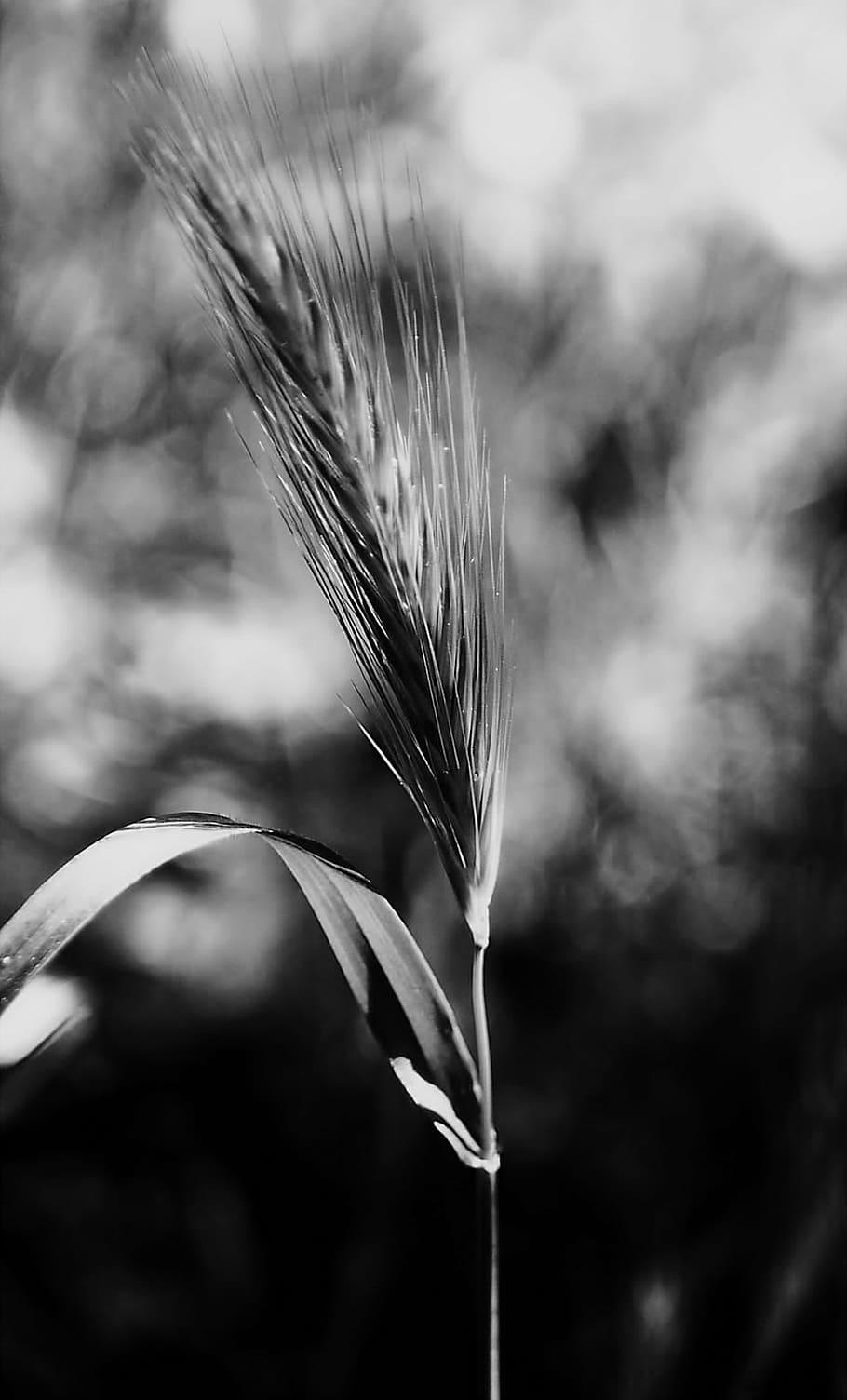 stem, nature, plants, black and white, blur, blur background, HD wallpaper