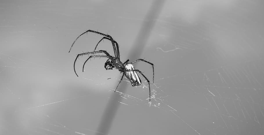 macro, insect, spider, colombia, invertebrate, animal themes HD wallpaper
