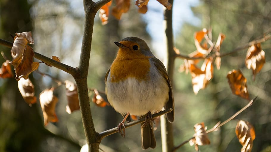 white and yellow bird on bare tree, shallow focus photography of white and orange bird HD wallpaper
