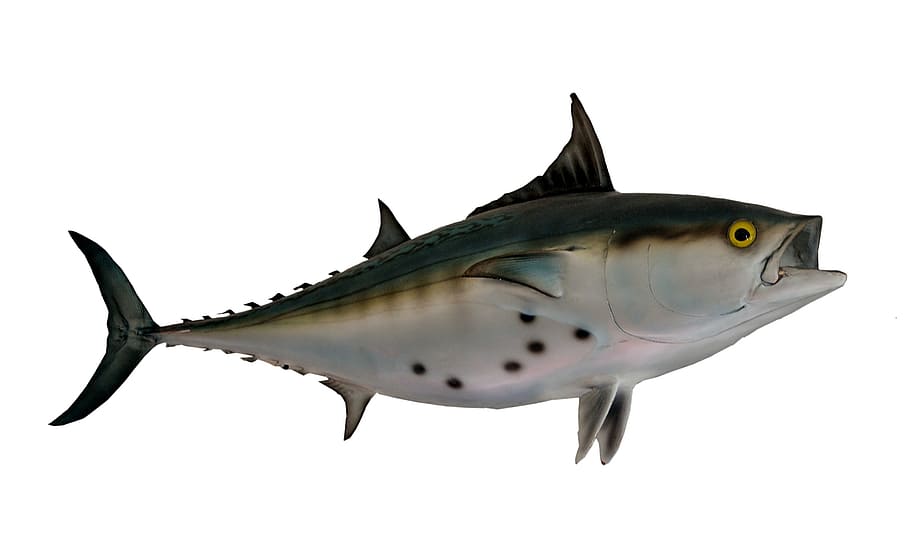 black and gray fish with white background, bonito fish, taxidermy, HD wallpaper