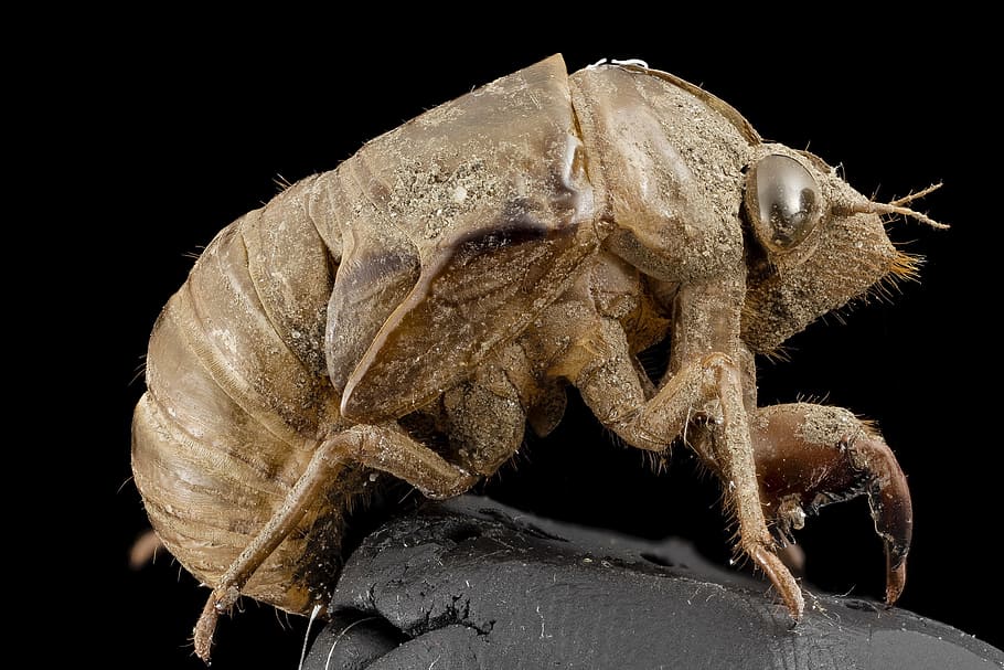 closeup photo of brown cicada exuviae, shell, macro, bug, insect, HD wallpaper