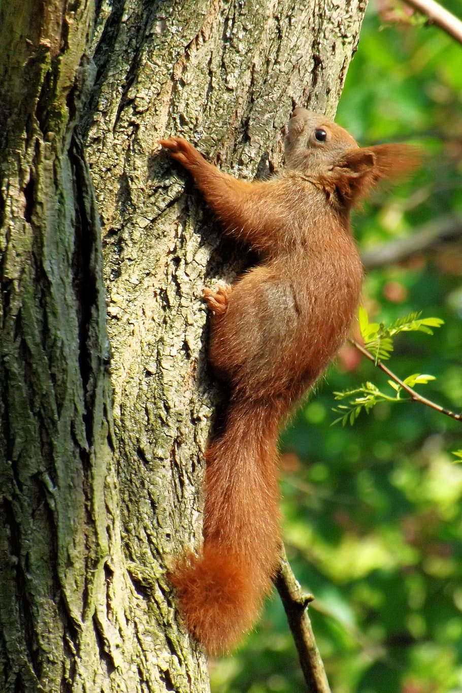 squirrel, tree, climb, squirrel in the tree, animal wildlife HD wallpaper
