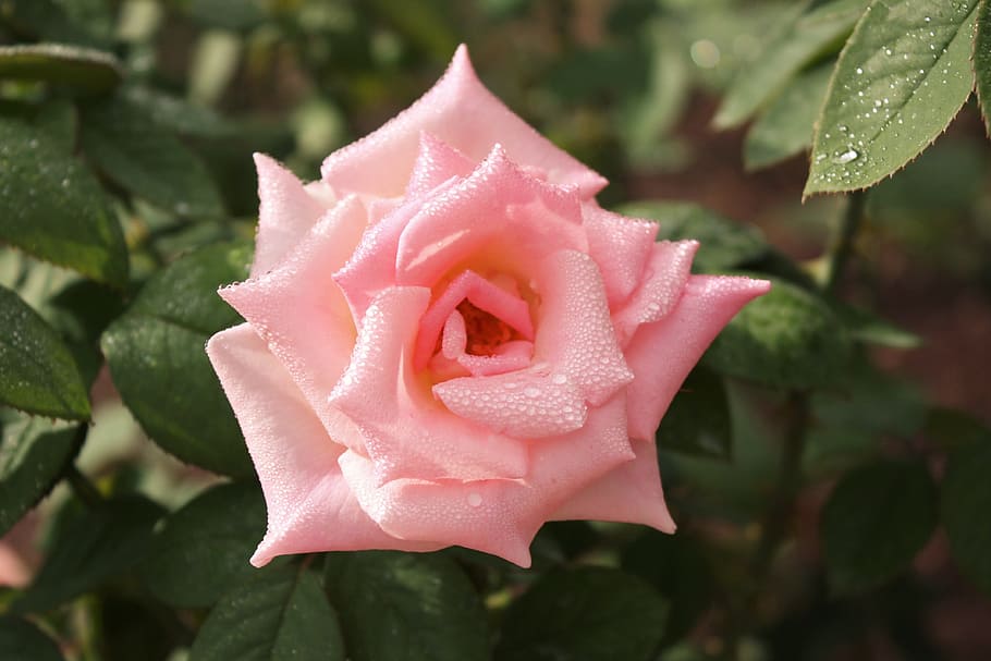 Flowers, Plants, Nature, Garden, Spring, summer, green, floral HD wallpaper