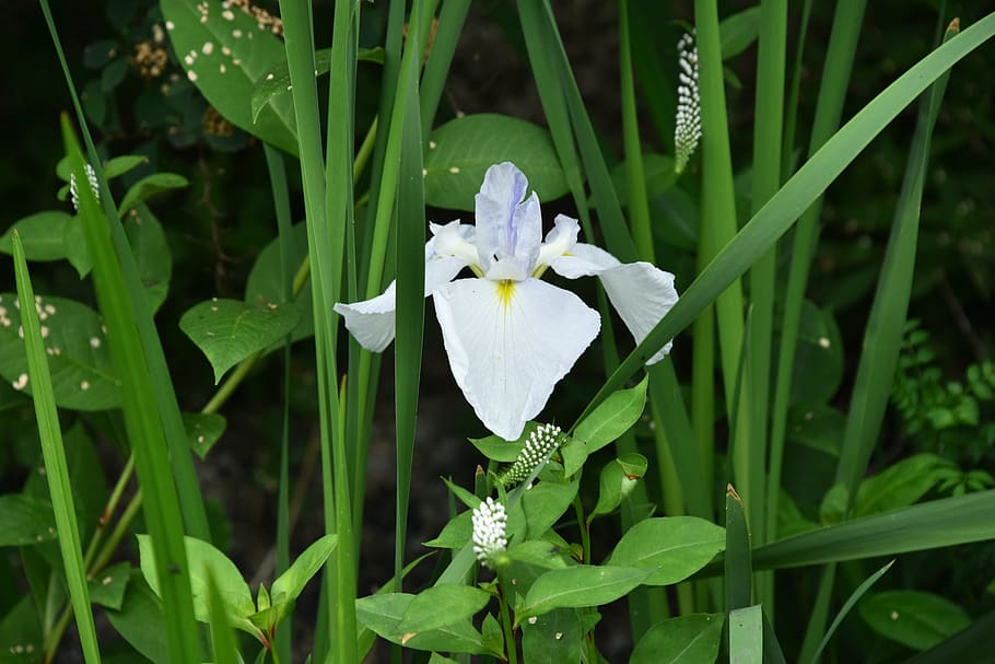 irises, white flowers, iris type, flowering plant, growth, beauty in nature