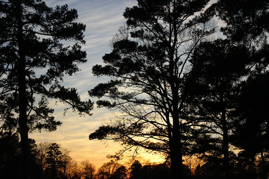 Trees, Sun, Down, Sky, sun down, silhouette, scenics, sunset HD wallpaper