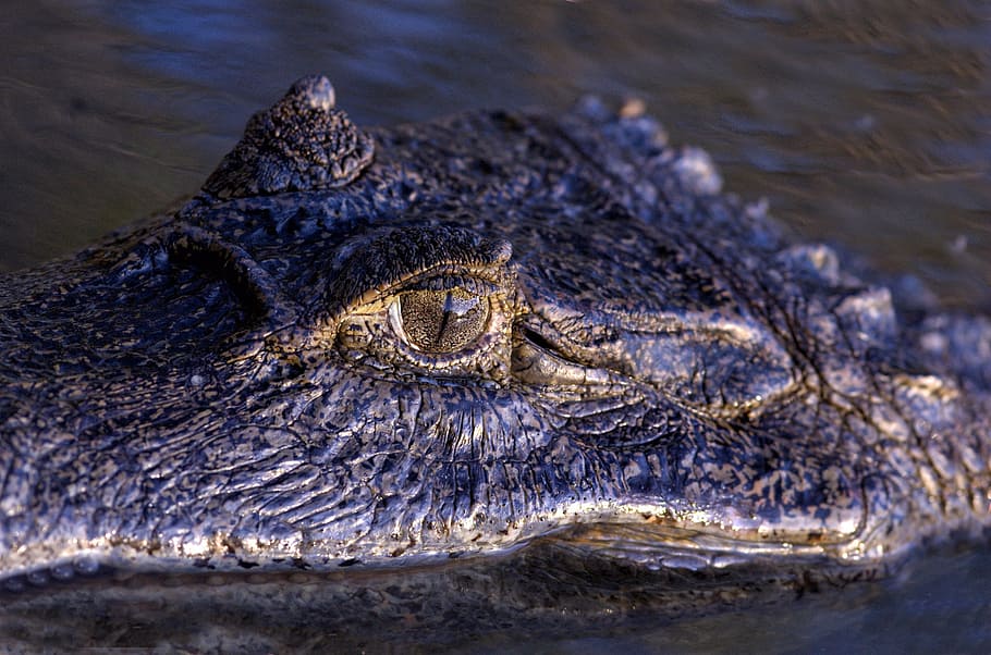 Orinoco Crocodile, Eye, Reptile, venezuela, crocodilian, llanos, HD wallpaper