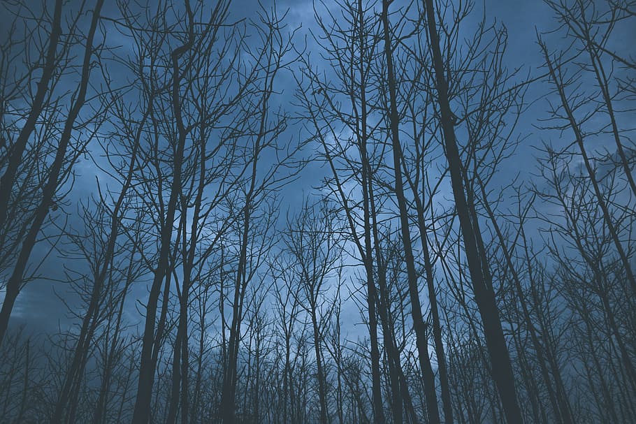 photo of bare trees during nighttime, ground shot of bare tree during night time HD wallpaper