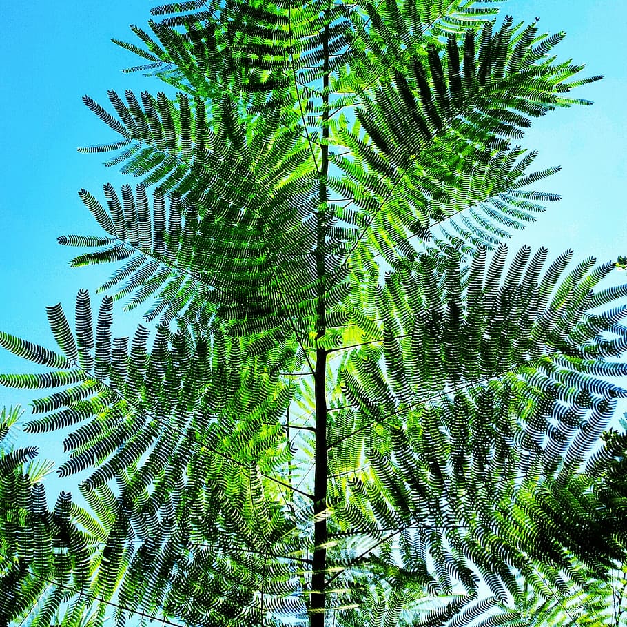 tree, nature, leaves, branches, growth, plant, no people, low angle view HD wallpaper