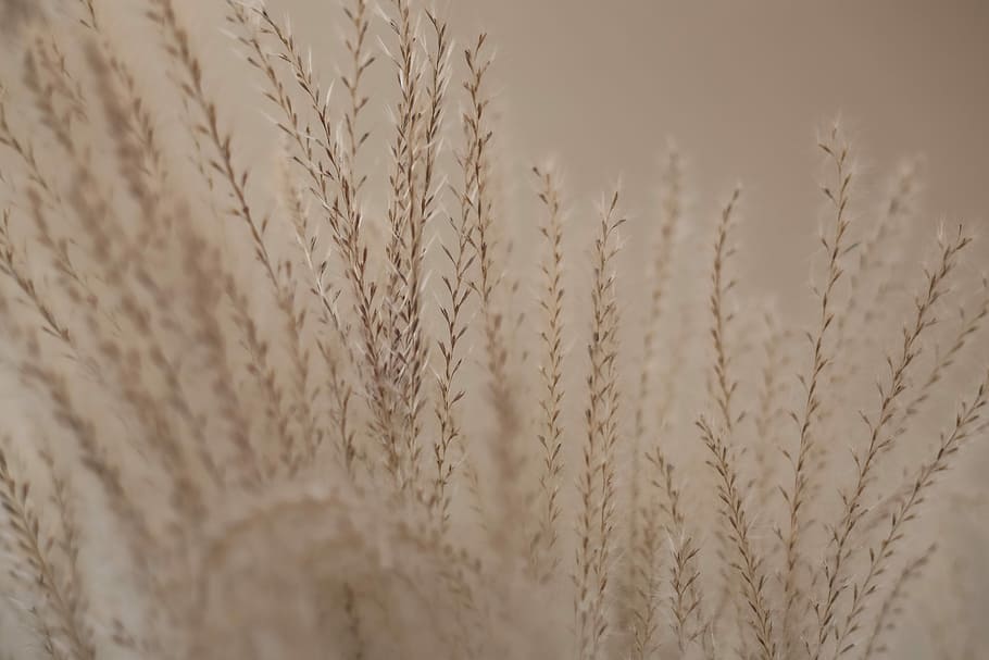 Amber Waves of Grain, white leafed plants, field, outside, wheat HD wallpaper