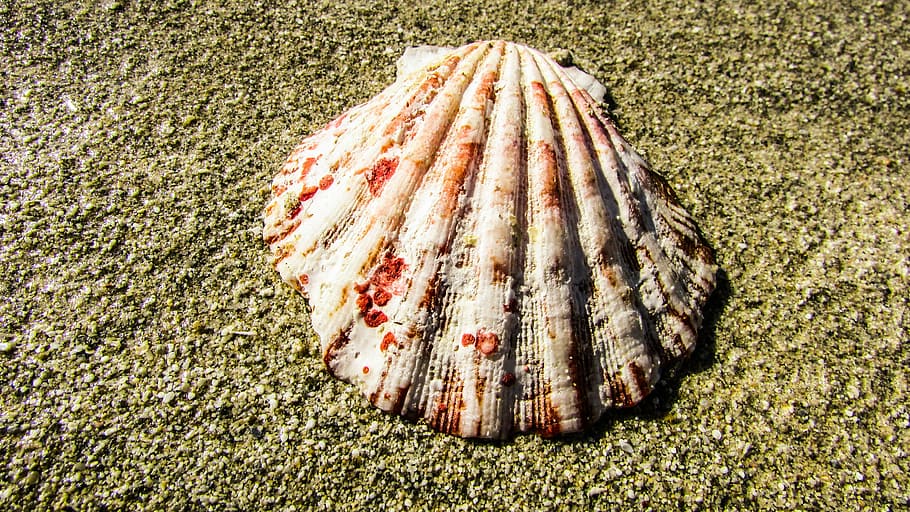 shell, beach, sand, nature, seashell, day, land, no people HD wallpaper