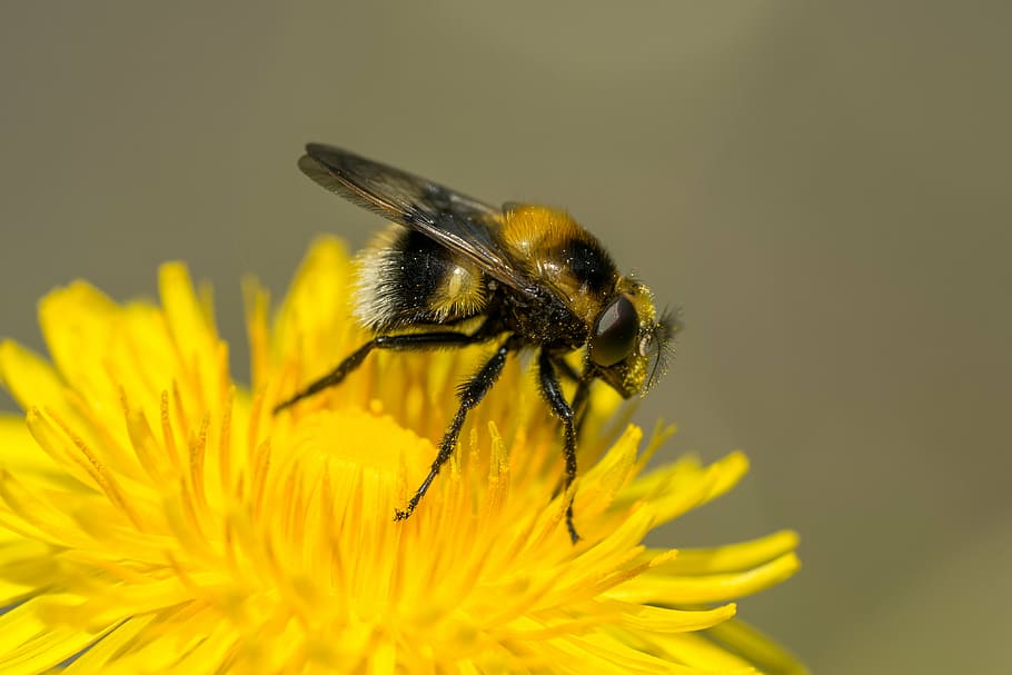 hover fly, macro, facets, dandelion, insect, bee, nature, close-up HD wallpaper