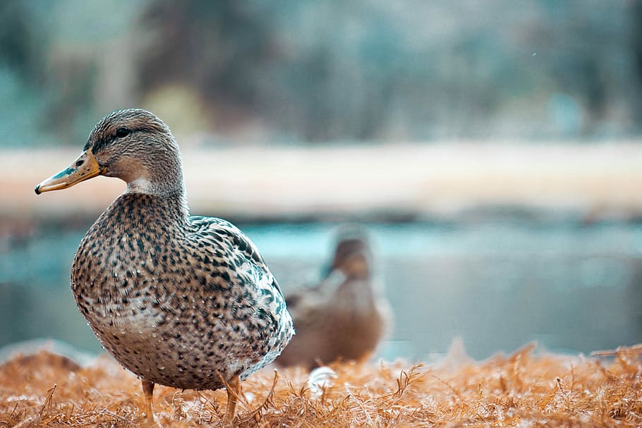 selective focus photography of duck, brown and black goose, bird HD wallpaper