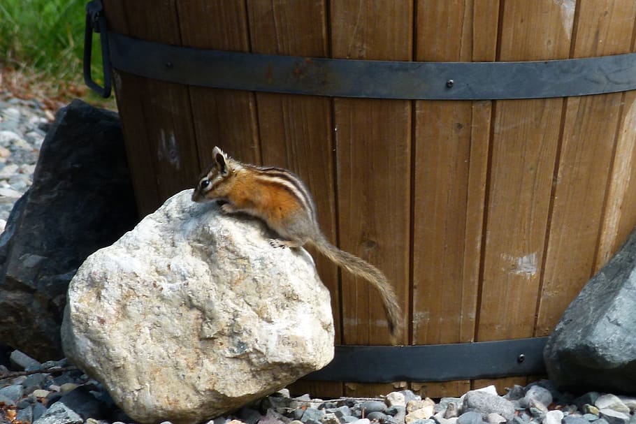 Chipmunk, Squirrel, Animal, rident, small, cute, fluffy, striped HD wallpaper