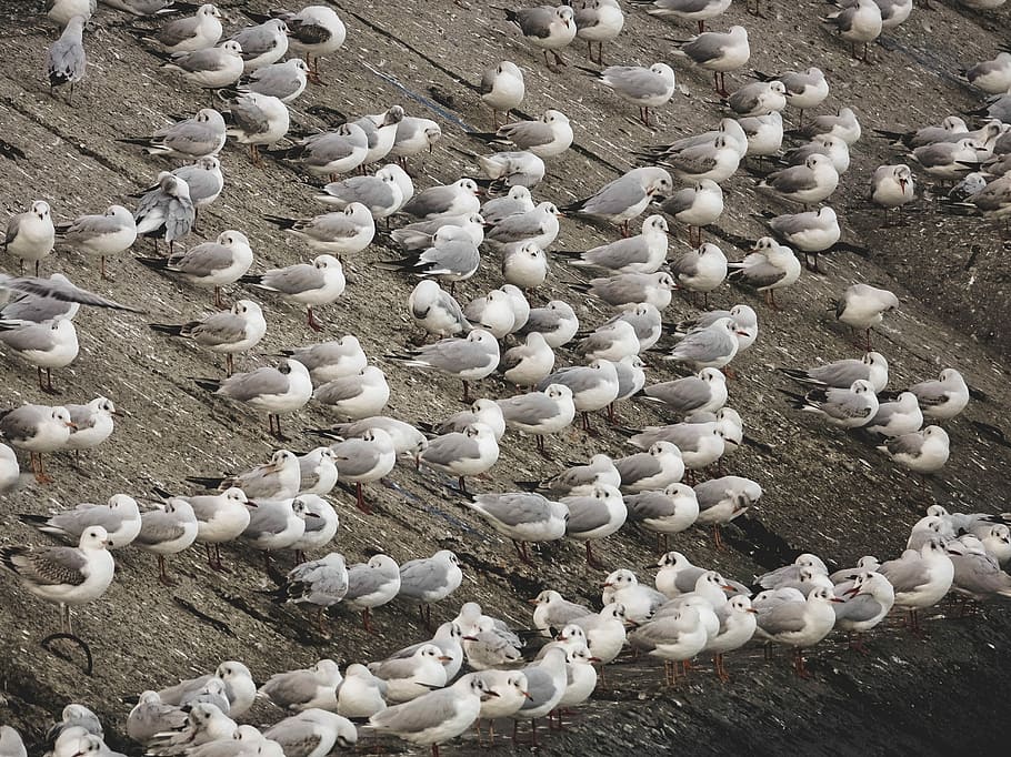 flock of white-and-gray birds, flock of birds, brid, seagull HD wallpaper