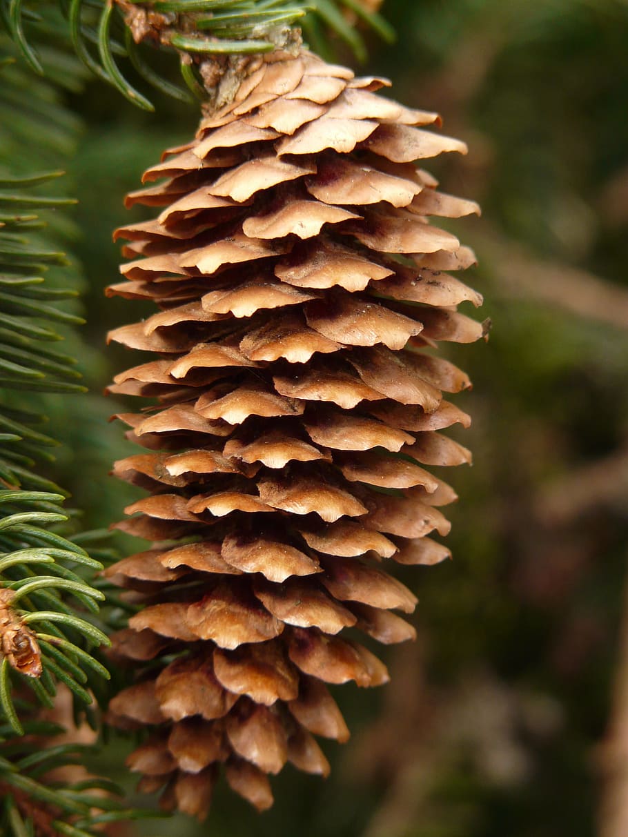 Pine Cones, Tap, Tree, Conifer, common spruce, picea abies HD wallpaper