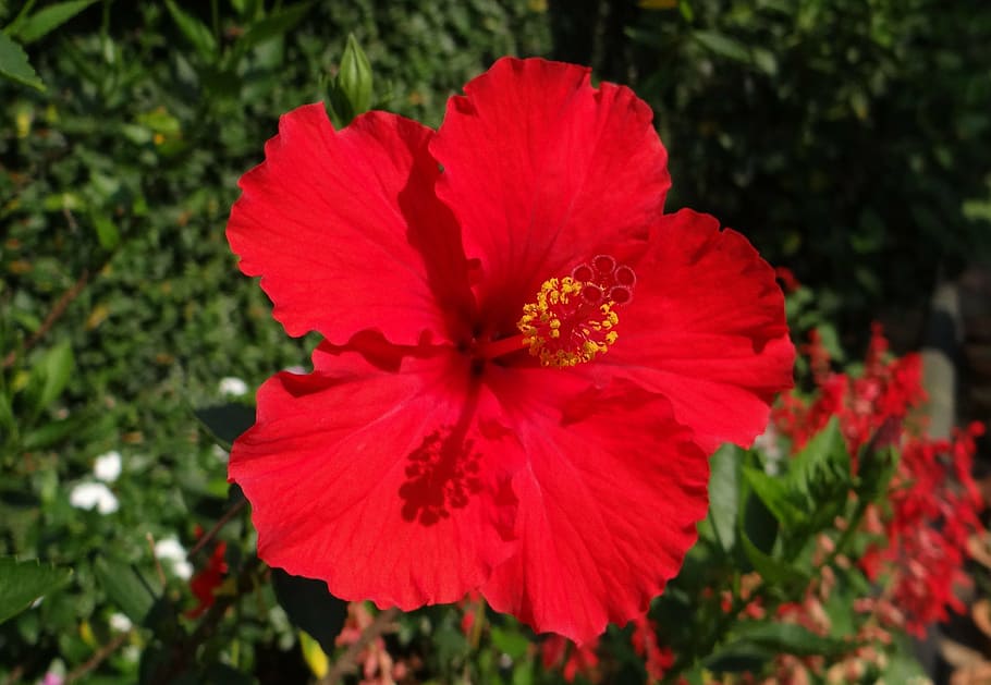 hibiscus, red, flower, shoe flower, china rose, dharwad, india, HD wallpaper
