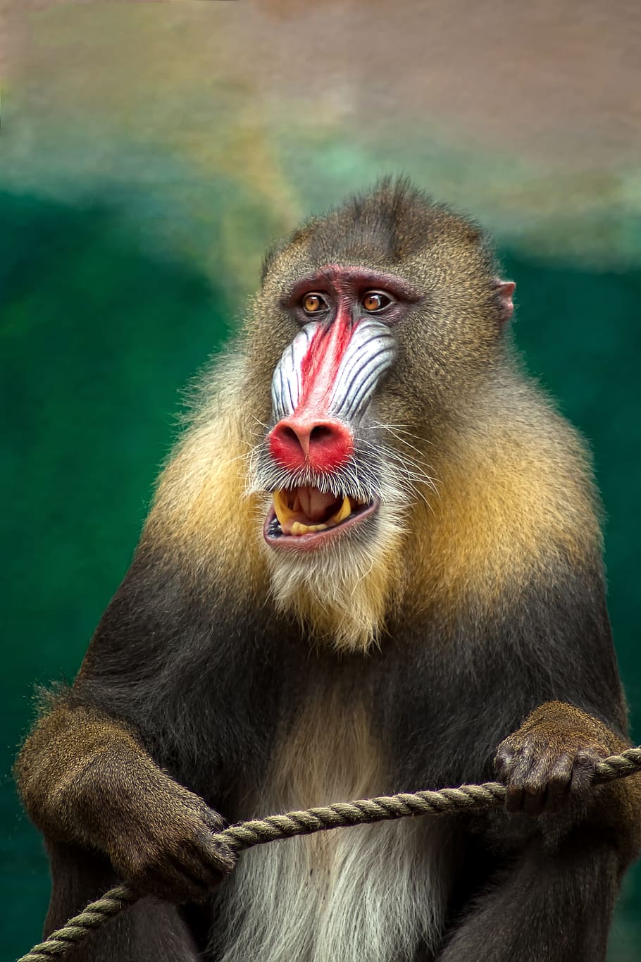 selective focus photography baboon monkey, mandril, africa HD wallpaper