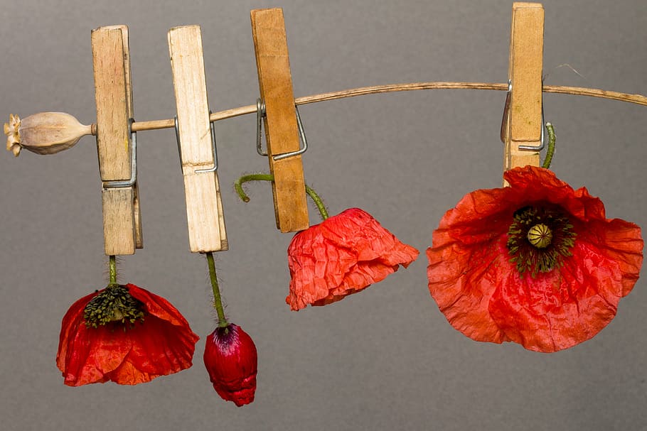 photo of clipped dried poppy flowers, red poppy, klatschmohn, HD wallpaper