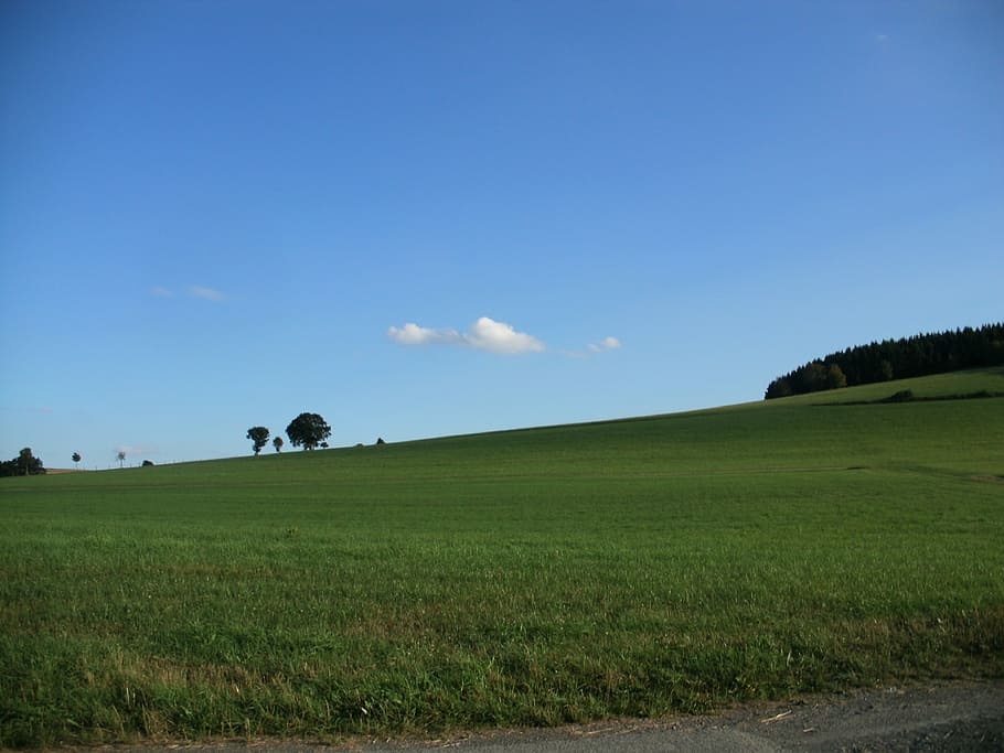 Meadow, Field, Trees, wide, sky, blue, green, view, distant HD wallpaper