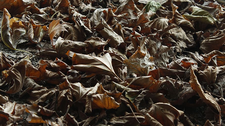 autumn, leaves, fall foliage, leaf, golden autumn, nature, forest HD wallpaper