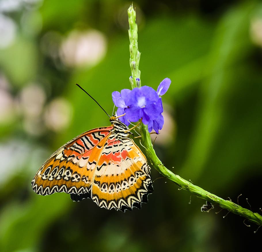 butterfly, pretty, insect, wild, pink, nature, flower, beauty in nature HD wallpaper