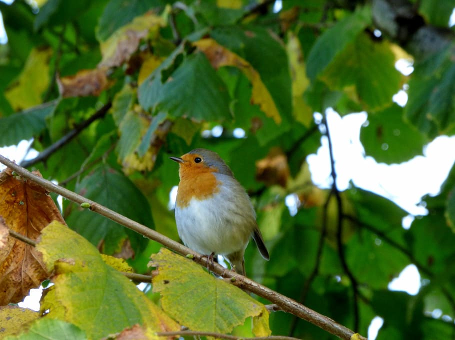 Robin, Bird, Tree, Branch, Branches, garden, nature, one animal HD wallpaper
