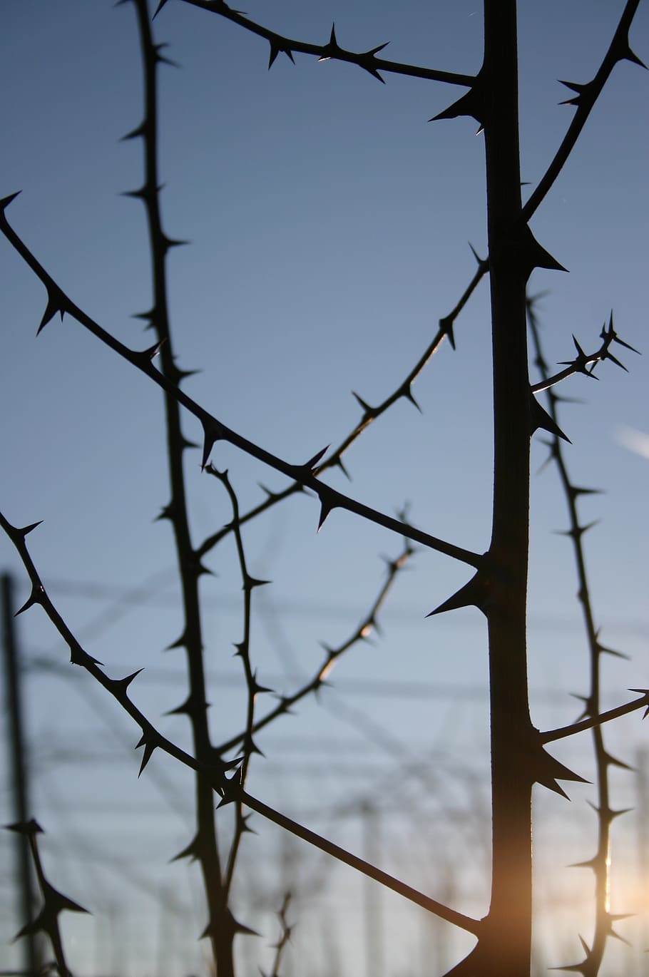 spur, thorns, lichtspiel, close, prickly, plant, nature, branch HD wallpaper