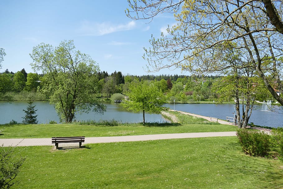 Grass, Rush, Rush, Green, Green, Pond, Trees, park, spring HD wallpaper
