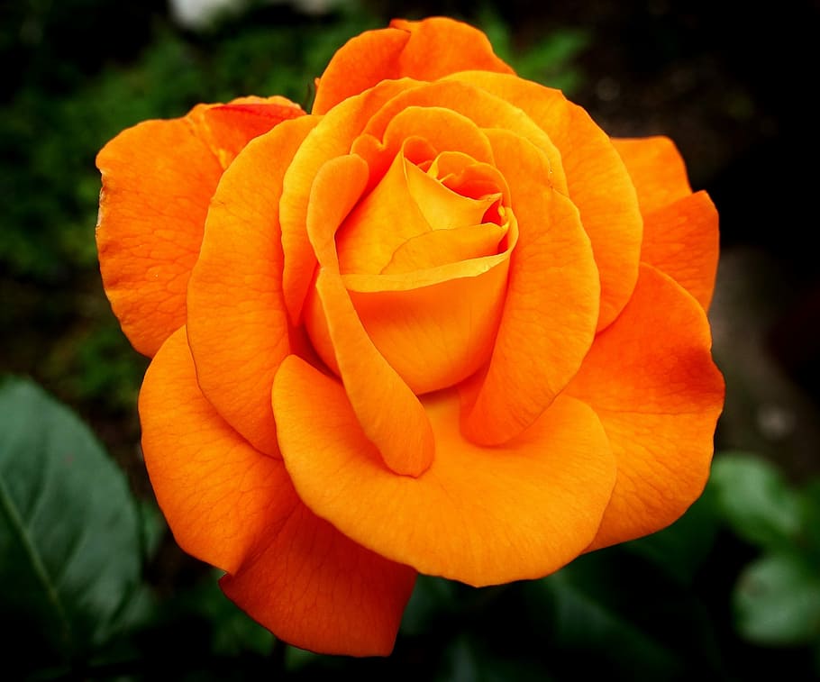 blooming orange rose, flower, blossom, nature, rose blooms, beauty, HD wallpaper
