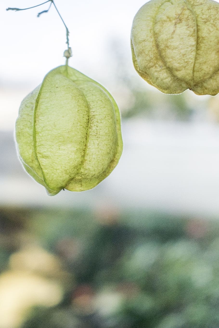 fruit, leaf, vegetable, focus on foreground, close-up, growth HD wallpaper
