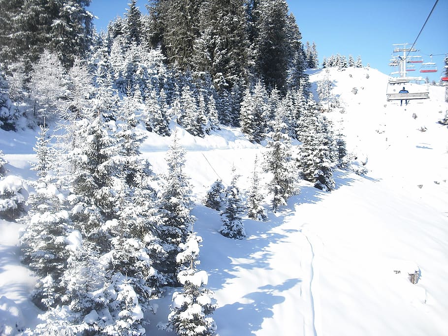 snow, winter, trees, spruce, cold temperature, plant, beauty in nature HD wallpaper