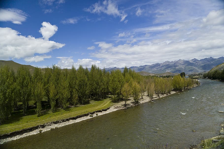 river, willow, blue sky, tree, plant, cloud - sky, beauty in nature HD wallpaper