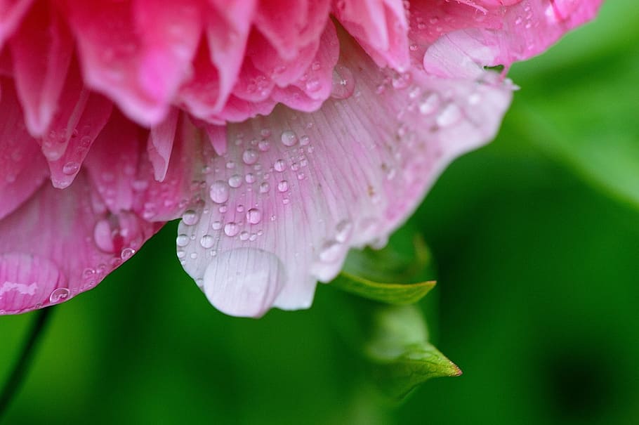 peony, rain, drip, raindrop, nature, macro, beaded, drop of water HD wallpaper
