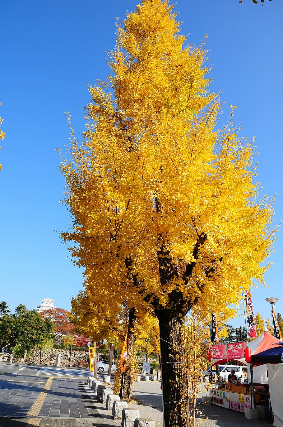 ginkgo, himeji, road, autumn, tree, change, transportation, HD wallpaper